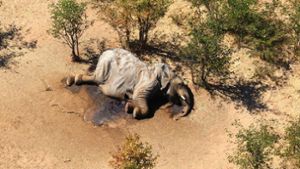 Cyanobakterien Grund für Elefanten-Sterben in Botsuana