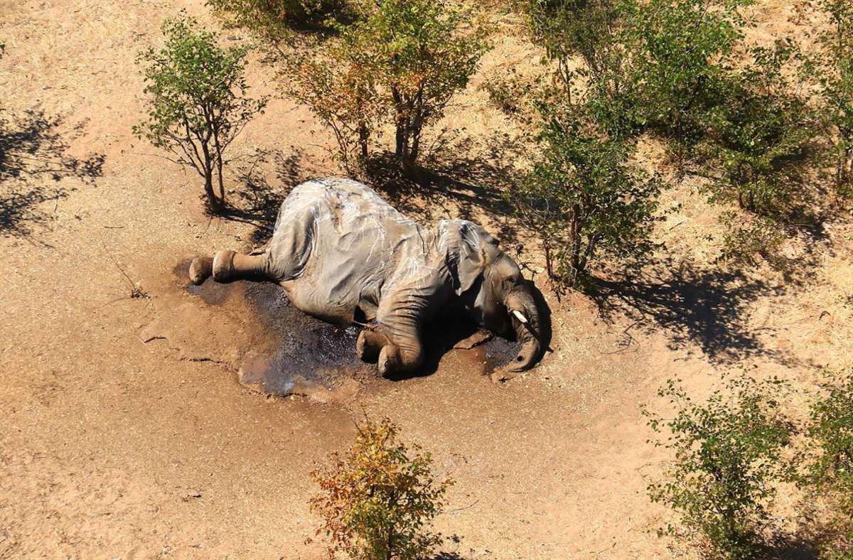 Ein toter Elefant liegt in einem Gebüsch. Die Behörden in Botsuana haben Bakterien als Ursache für ein Massensterben von Elefanten festgestellt.