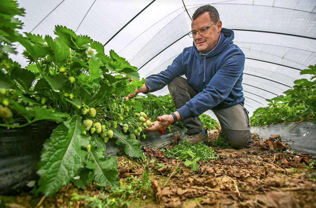 Landwirtschaft im Kreis Esslingen: Beginn der Spargel- und Erdbeersaison