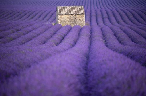 Lavendel blüht auf einem Feld im Département Alpes-De-Haute-Provence im Süden Frankreichs. Foto: AFP/dpa/Christophe Simon