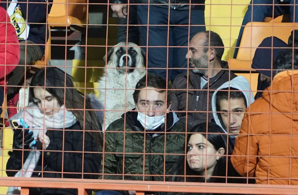 Beim Deutschland-Spiel: Straßenhund kommt ins Stadion und sieht beim Spiel zu