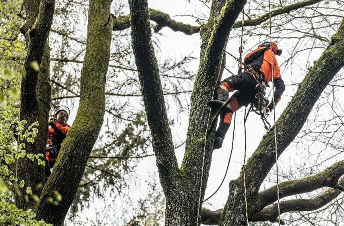 Wald in Baden-Württemberg: Kletterer retten alte Bäume