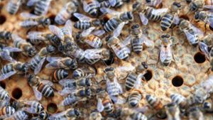 Bienen töten nach Busunglück sechs Menschen