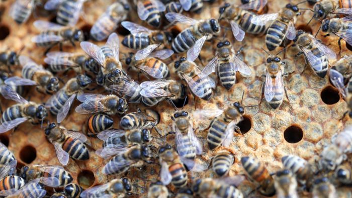 Bienen töten nach Busunglück sechs Menschen