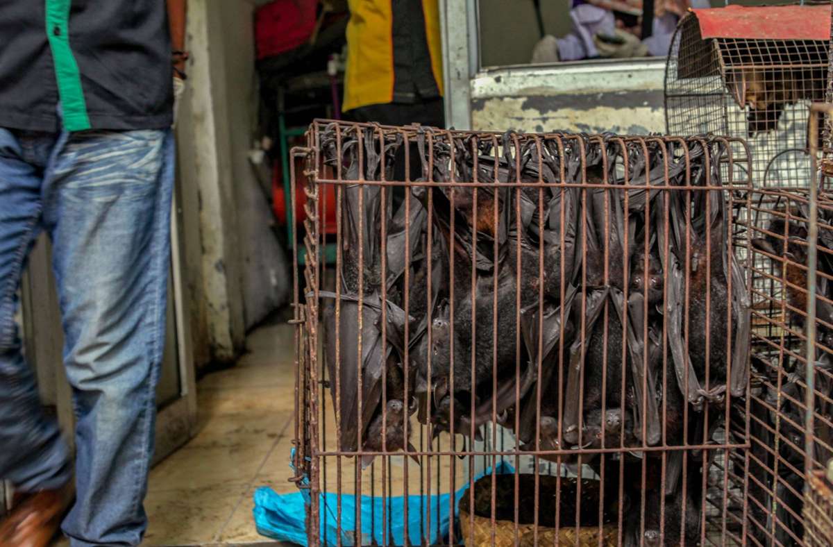 Coronapandemie: WHO fordert Ende von Markthandel mit lebenden Wildtieren