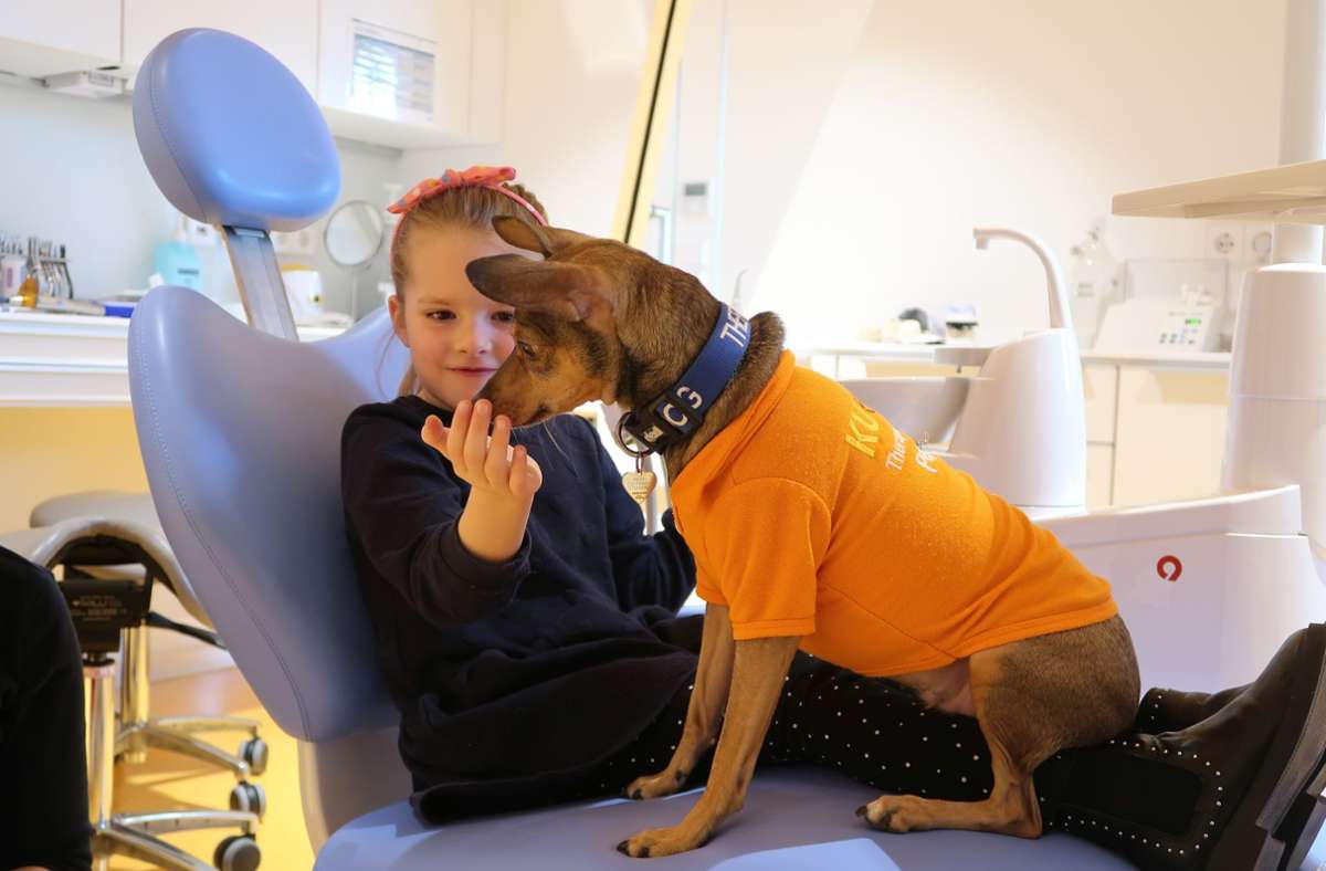 Therapiehund in  Zahnarztpraxis: Doktor Peppi nimmt Kindern die Angst