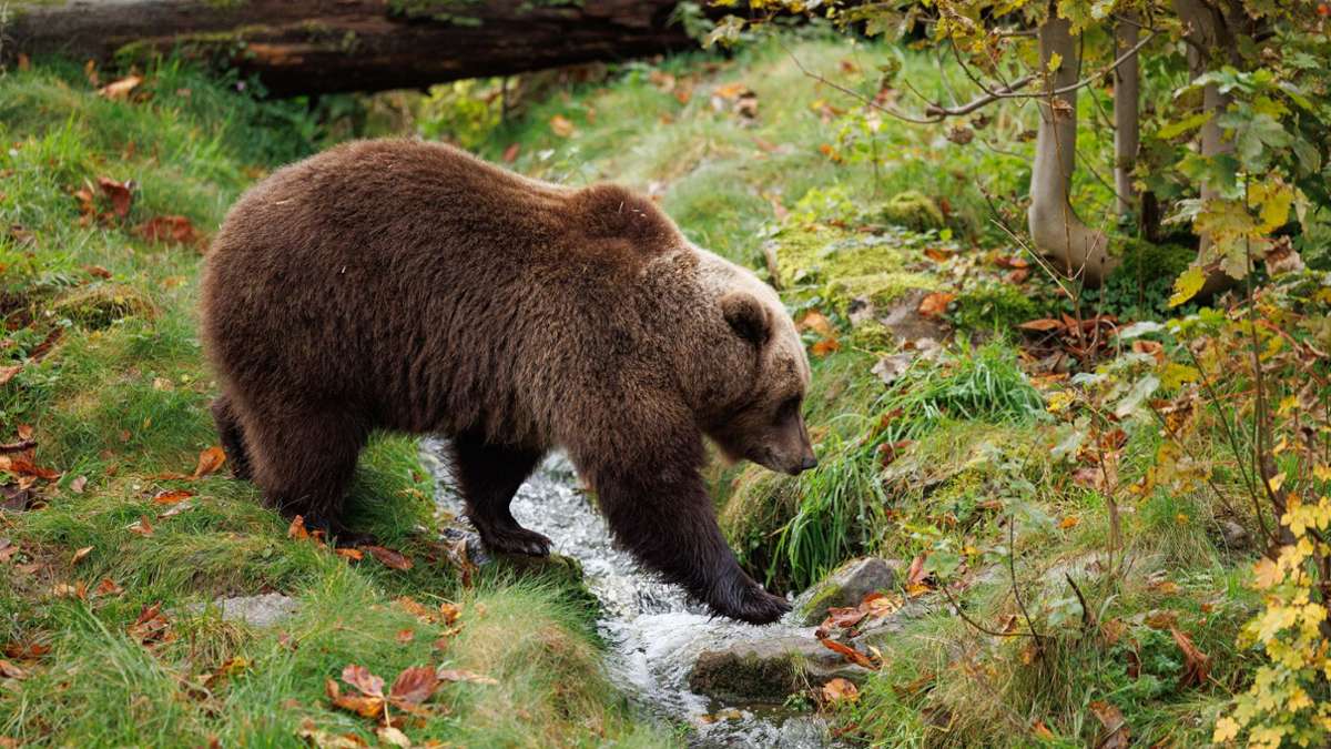Tiere: Mildes Wetter: Bären in Pyrenäen verzichten auf Winterruhe