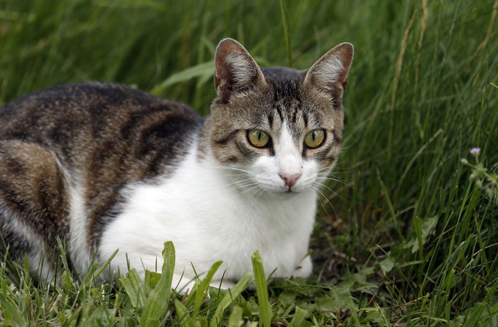Universität Tilburg: Umweltrechtler fordern Freigang-Verbot für Katzen