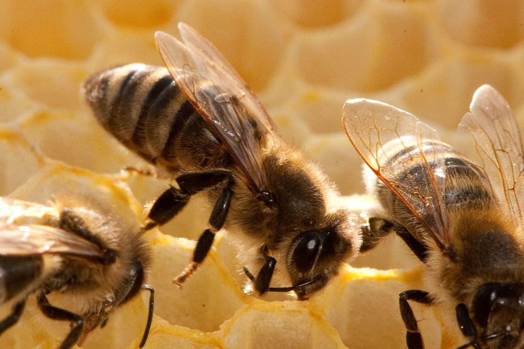 Mehr als 35.000 Unterschriften gesammelt: Volksbegehren «Rettet die Bienen» kommt