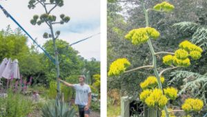 Diese exotische Pflanze  blüht in einem Esslinger Garten