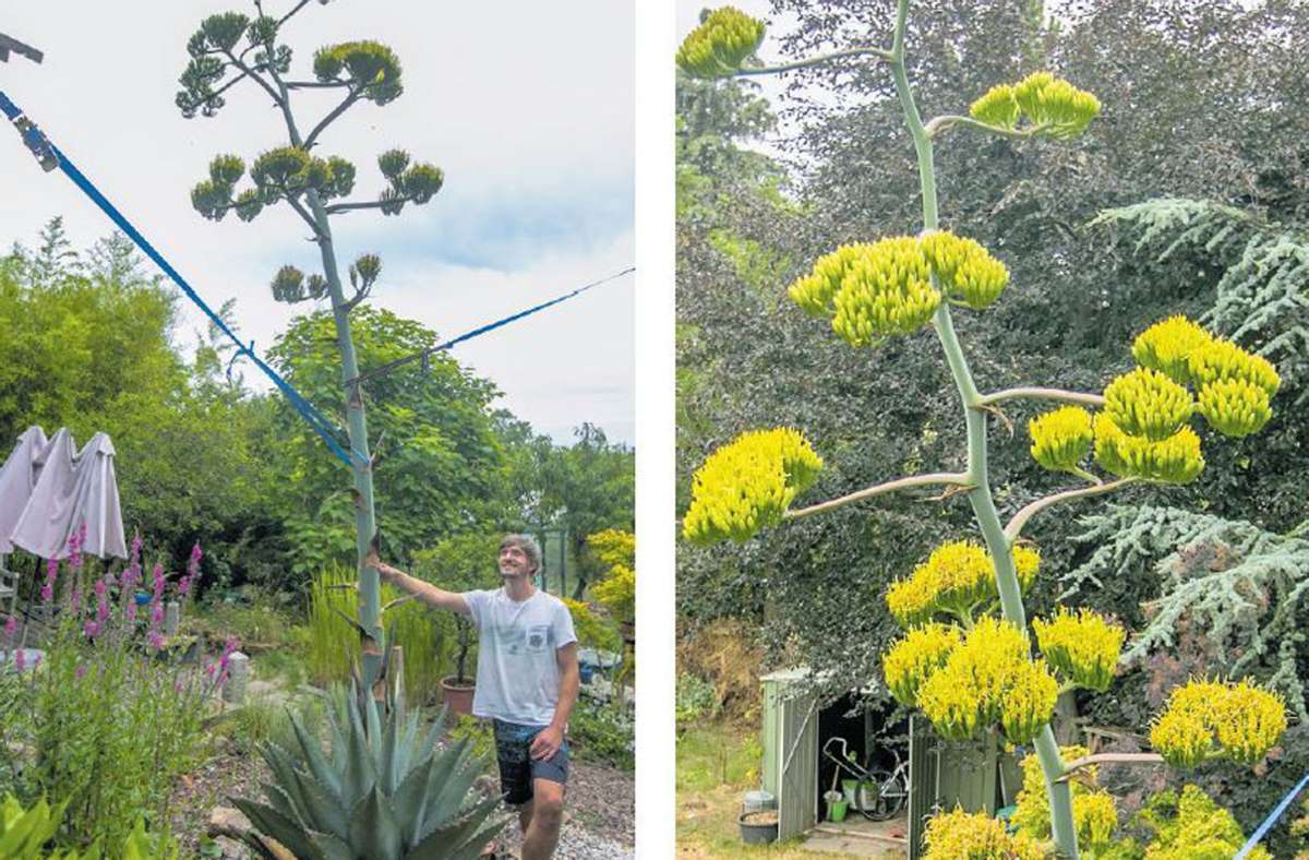 Seltene Blütenpracht: Diese exotische Pflanze  blüht in einem Esslinger Garten