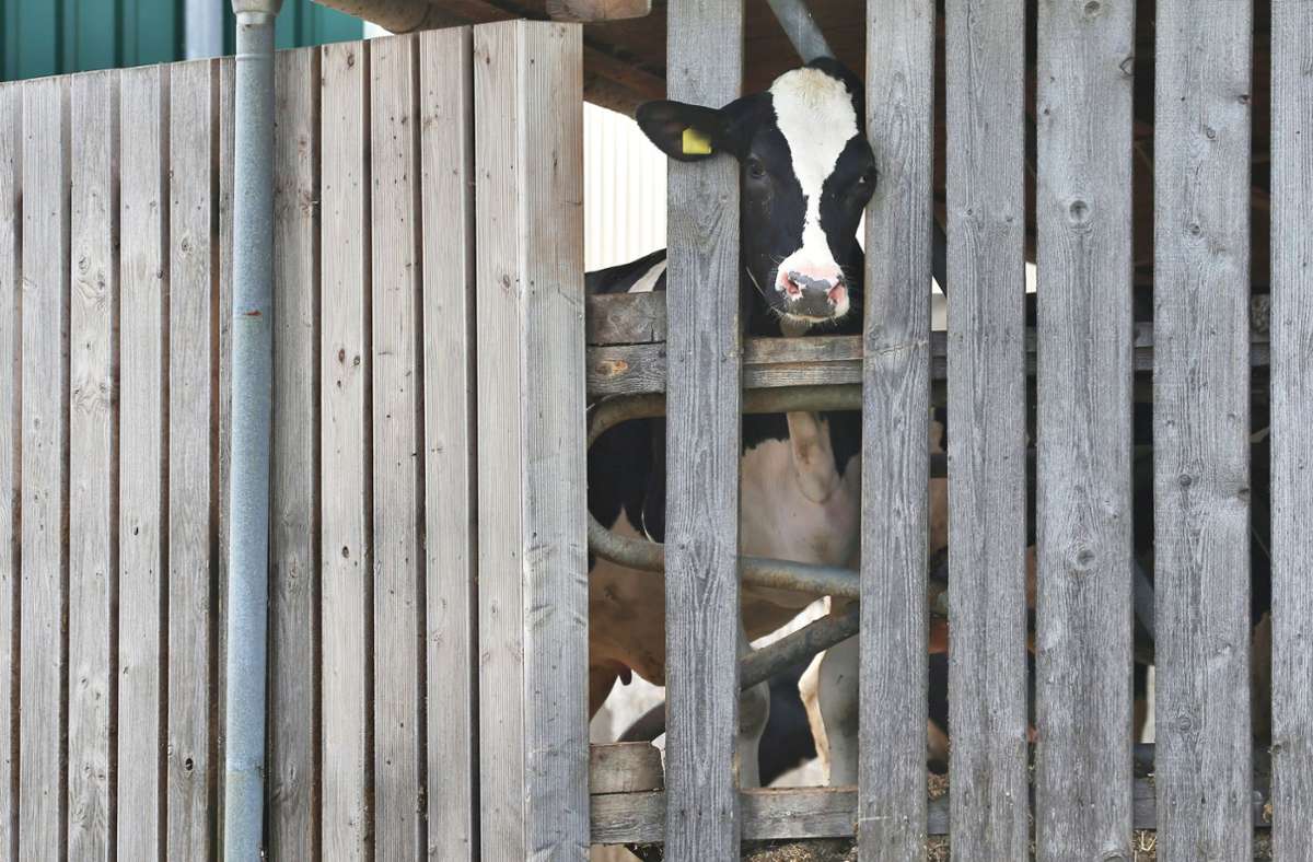 Allgäuer Rinderhaltungsbetrieb: Weiterhin Tierschutzverstöße bei Großbetrieb