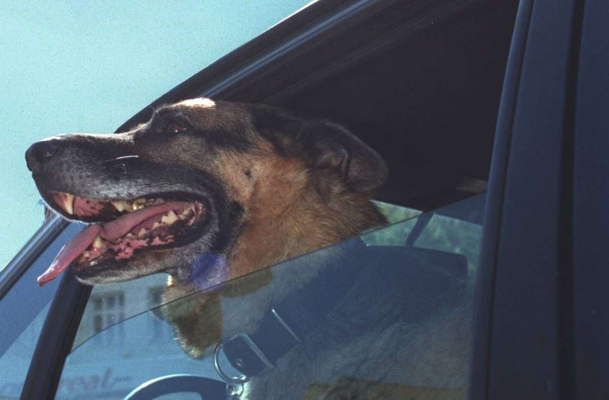 Hitze im Kreis Esslingen: Für Hunde wird das Auto schnell zur Backröhre