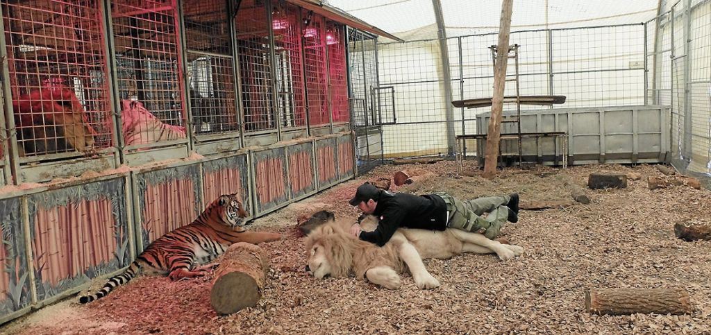 Martin Lacey Junior zeigt auch hinter den Kulissen seine große Tierliebe - Er würde im Bedarfsfall gegen das Wildtierverbot klagen: Auge in Auge mit Löwen und Tigern