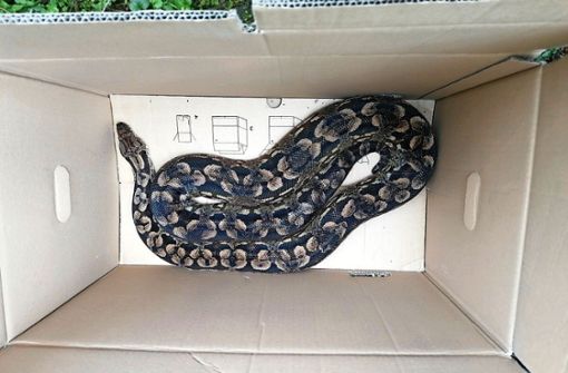 Die Schlange wurde in einer Kiste in die Wilhelma gebracht. Foto: Polizei