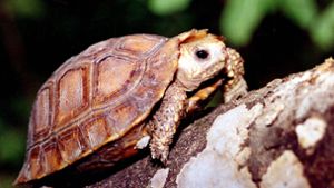 Schildkröte sorgt in Naturfreibad für Aufregung