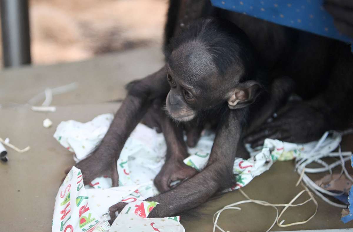 Die Bonobos in der Wilhelma machten sich schnell ans Auspacken der Geschenke.