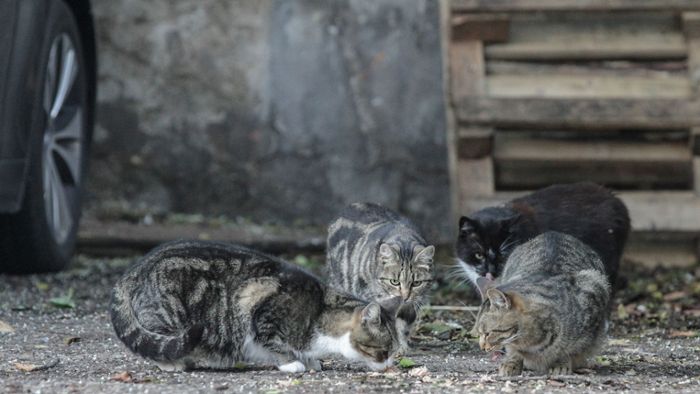 117 tote Katzen in Haus gefunden