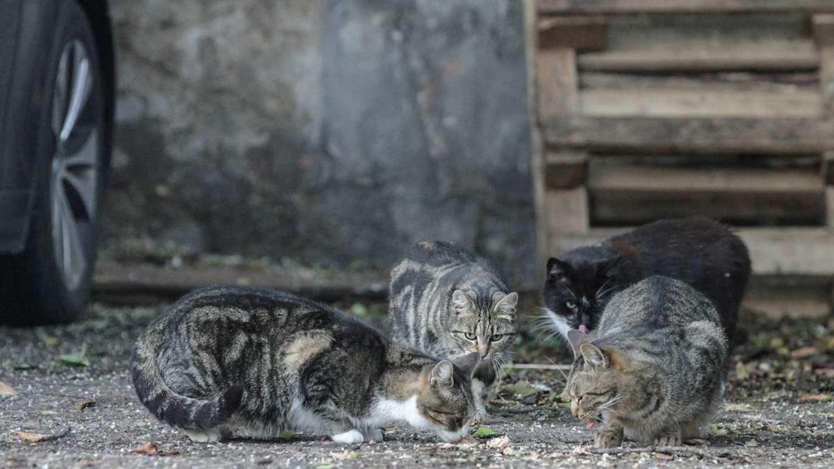 Frankreich: 117 tote Katzen in Haus gefunden