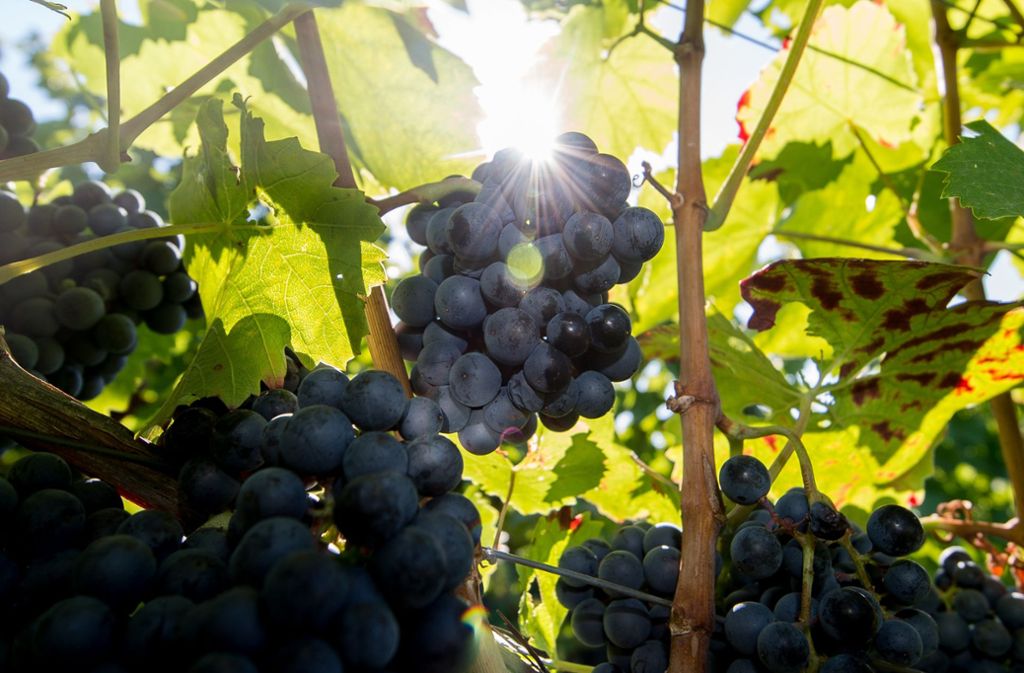 Weinbau in Frankreich: Rekordjahr für französische Winzer