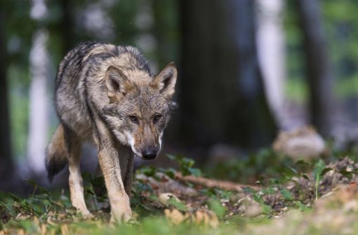 Die Rückkehr des Wolfes nach Deutschland stellt eine Gefahr für Nutztiere wie Rinder und Schafe dar. (Symbolbild) Foto: imago/imagebroker/imago stock&people