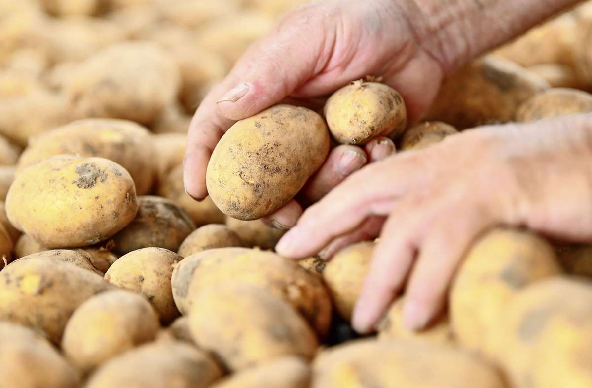 Informationen zur Kartoffel im Landkreis Esslingen: Geheimnisse der tollen Knolle
