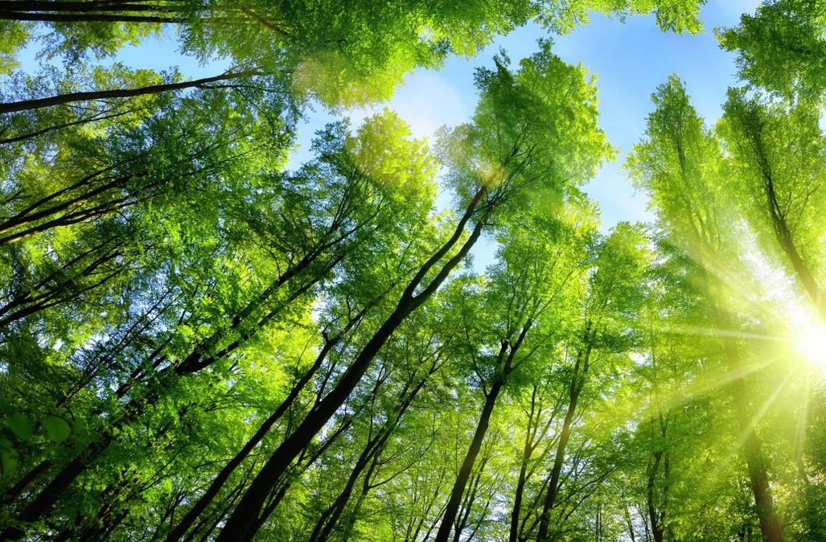 EU-Umweltkommissar Sinkevicius im Interview: „EU wird drei Milliarden Bäume pflanzen“