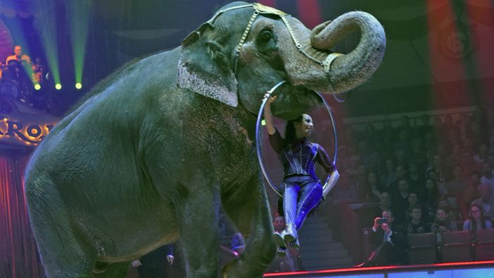 Frankreich verbietet Wildtiere im Zirkus