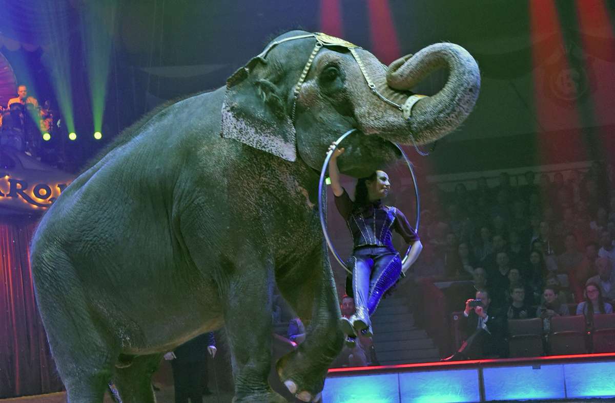 Gesetz in Paris beschlossen: Frankreich verbietet Wildtiere im Zirkus
