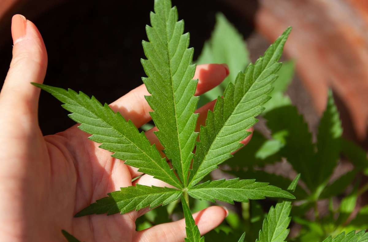 CBD ist eines der zahlreichen, aus der Cannabispflanze gewonnenen Wirkstoffe. Foto: Pixabay/lovingimages