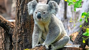 Ein erfolgreiches Jahr für den Zoo mit Koalas und Co.