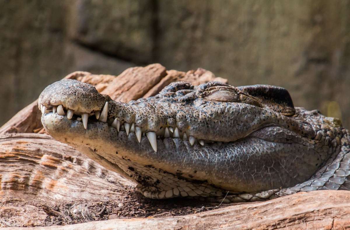 Mit dem Maul eines Krokodils kann man sich das Größer- und Kleiner-als-Zeichen merken. Foto: Pixabay