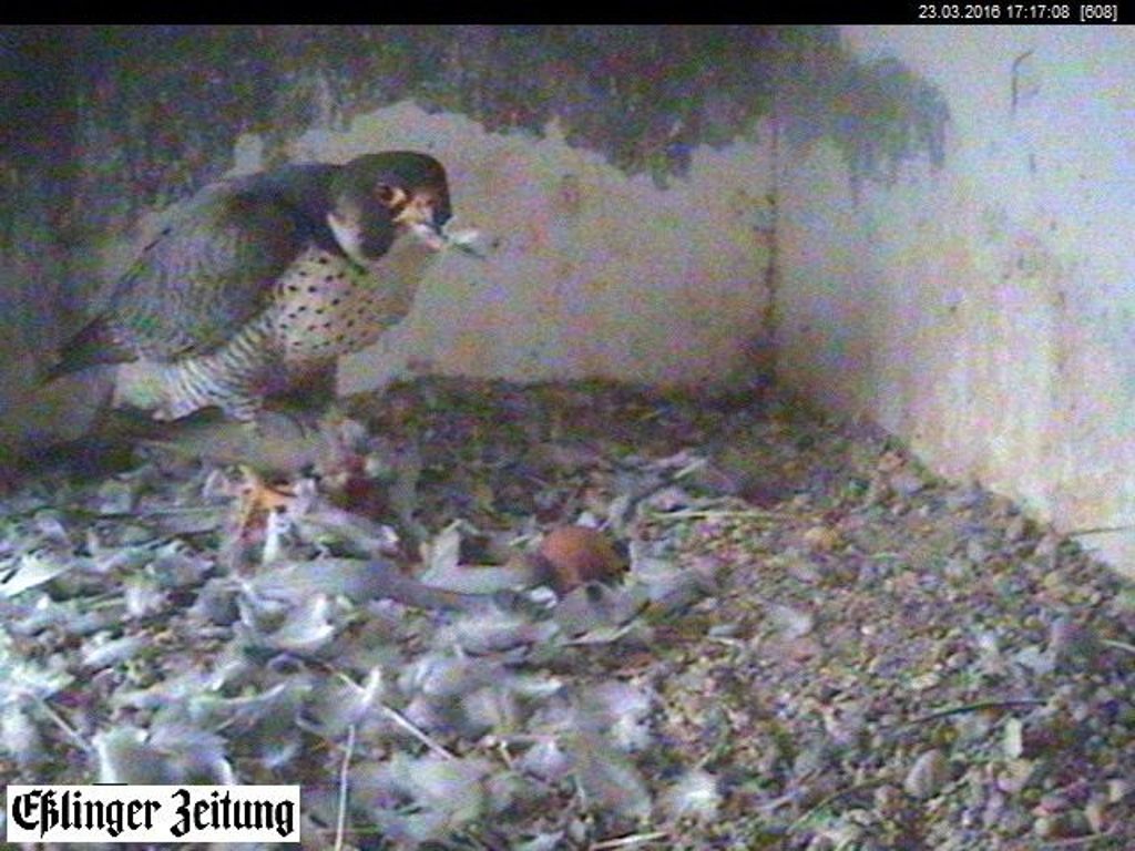 Mittwoch, 23. März: Das Weibchen rupft einen Beutevogel im Kasten, Die Eier sind fast unter den Federn verschwunden.