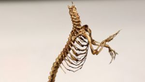 Krokodil-Skelett gefunden und beschlagnahmt